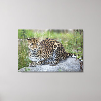 Panthera pardus orientalis canvastryck