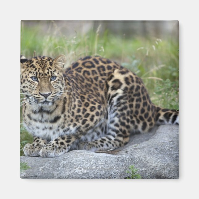 Panthera pardus orientalis magnet (Framsidan)