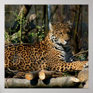 Pantherajaguaraffisch Poster