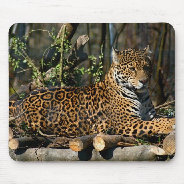 Pantherajaguarmusen vadderar musmatta (Framsidan)