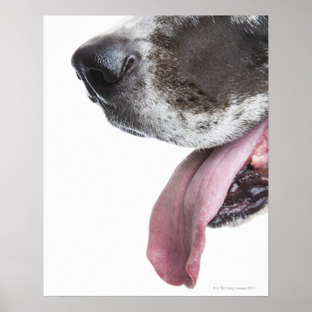 Panting Harlequin Great dane Poster (Framsidan)