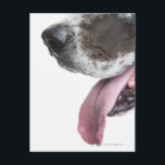 Panting Harlequin Great dane Vykort<br><div class="desc">Djur->Hund</div>
