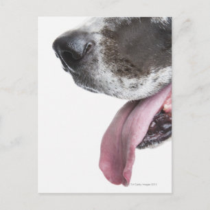 Panting Harlequin Great dane Vykort