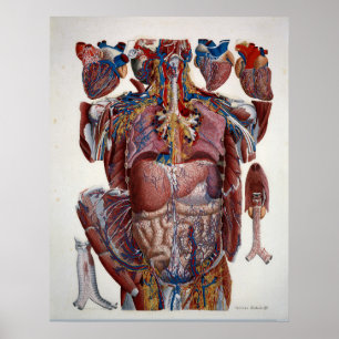 Paolo Mascagni illustration av människaViscera Poster