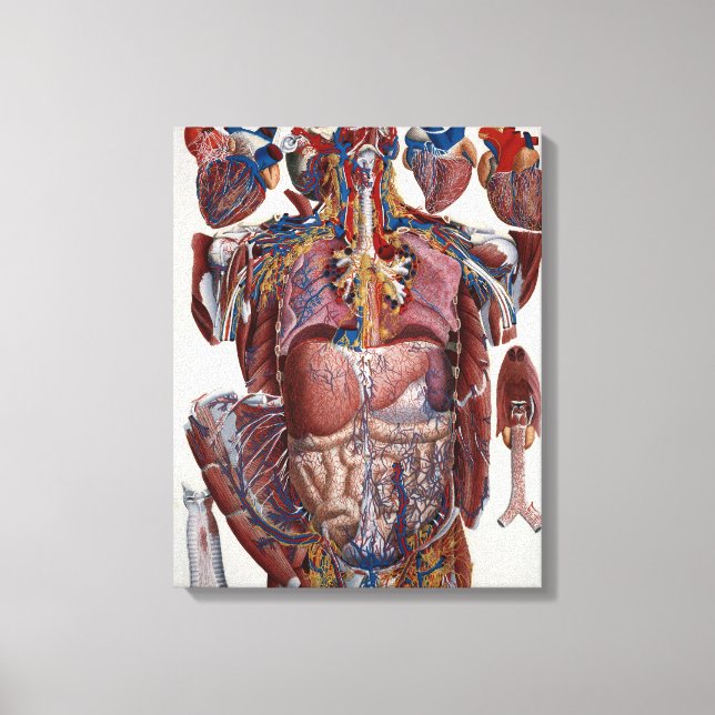 Paolo Mascagni Illustration of Human Viscera Canvastryck (Framsida)
