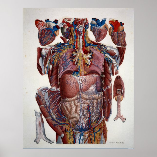 Paolo Mascagni Illustration of Human Viscera Poster (Framsidan)