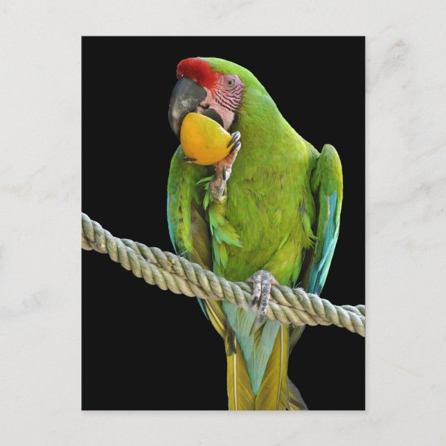 Papagei - Postkarten Vykort (Framsida)