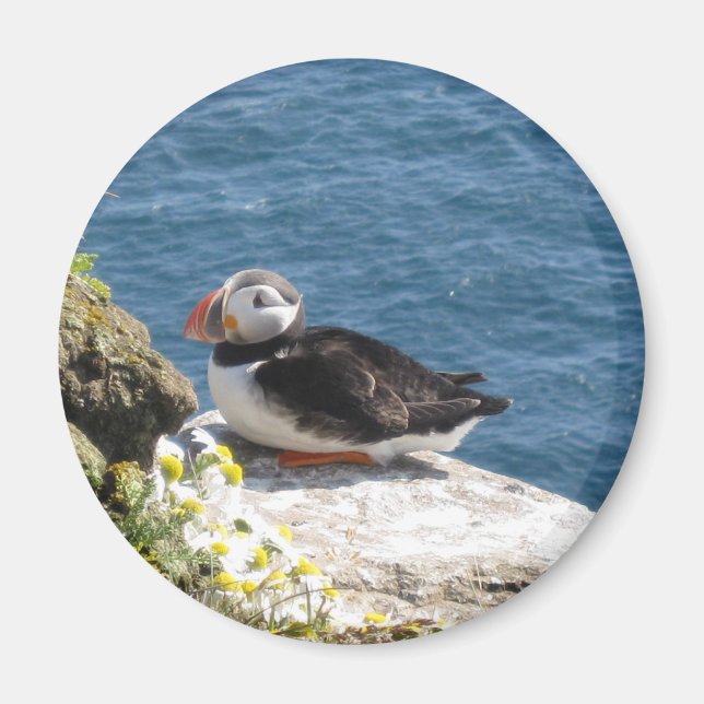 Papageientaucher Magnet (Framsidan)