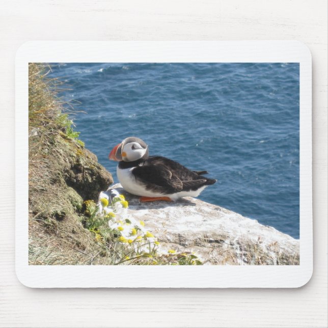 Papageientaucher Musmatta (Framsidan)