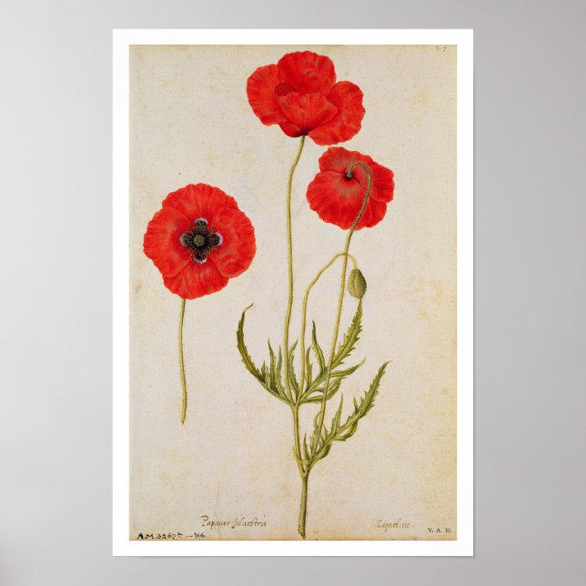 Papavar rhoeas, 1568 poster (Framsidan)