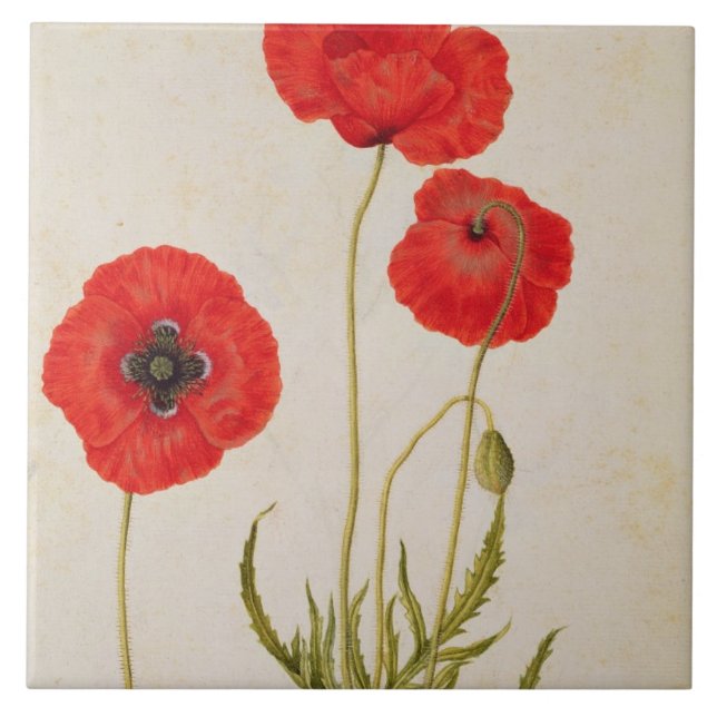 Papavar rhoeas, c.1568 kakelplatta (Framsidan)