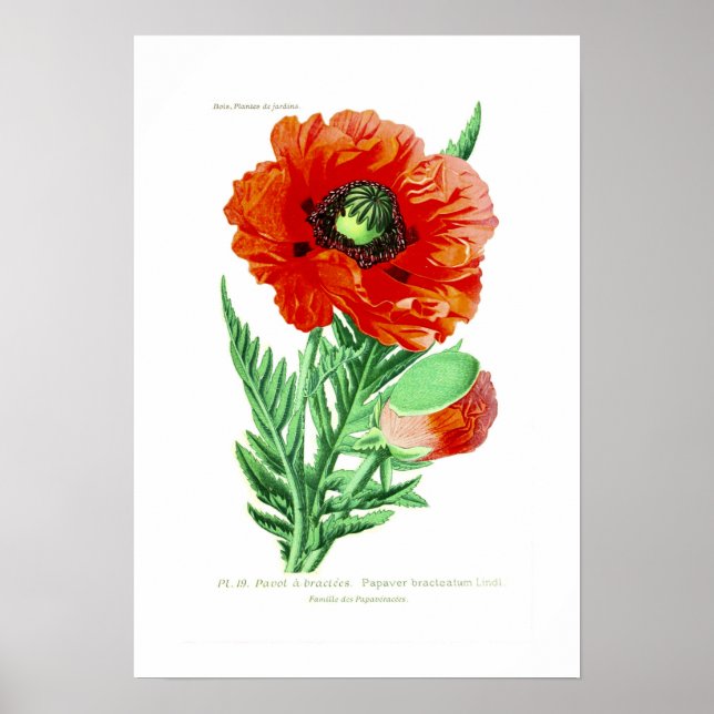 Papaver bracteatum poster (Framsidan)