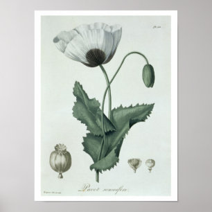 Papaver Somniferum från 'Phytographie Medicale' av Poster