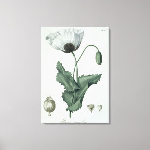 Papaver - somniferum från "Phytographie Medicale" Canvastryck
