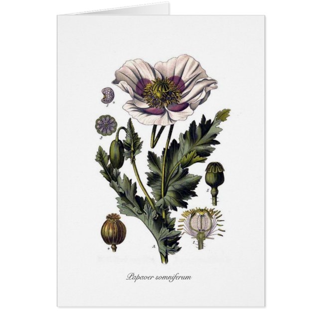 Papaver - somniferum hälsningskort (Framsidan)