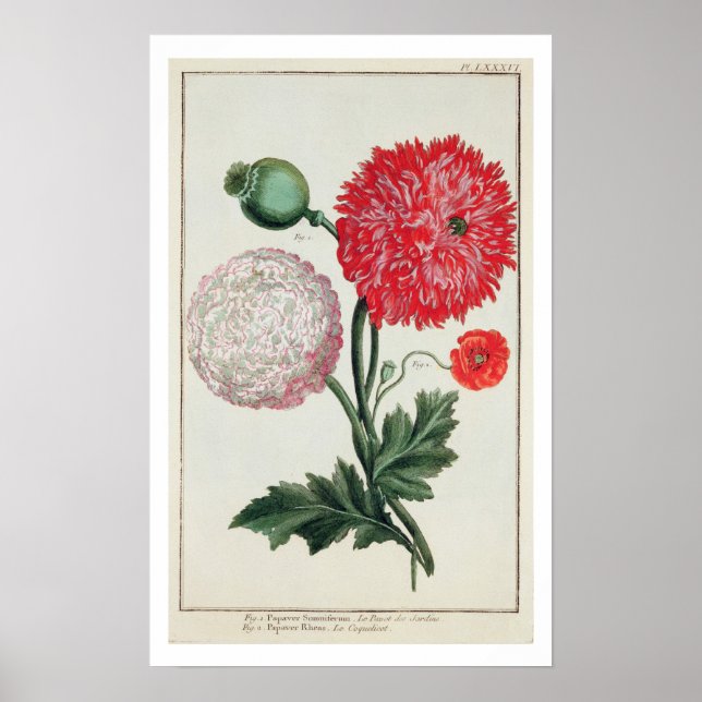 Papaver somniferum och Papaver rheas graverade med Poster (Framsidan)