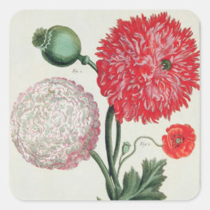 Papaver - somniferum och Papaverrheas som inristas Fyrkantigt Klistermärke