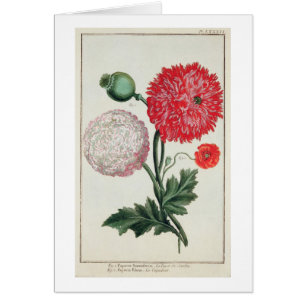 Papaver - somniferum och Papaverrheas som inristas Hälsningskort