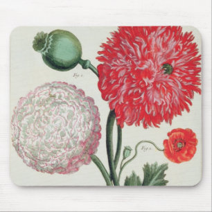 Papaver - somniferum och Papaverrheas som inristas Musmatta