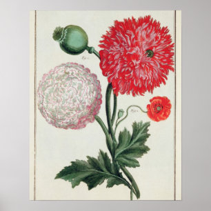 Papaver - somniferum och Papaverrheas som inristas Poster