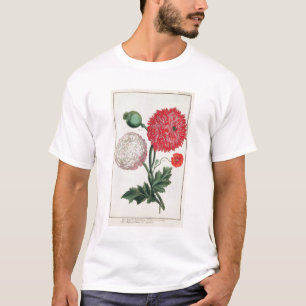 Papaver - somniferum och Papaverrheas som inristas Tee