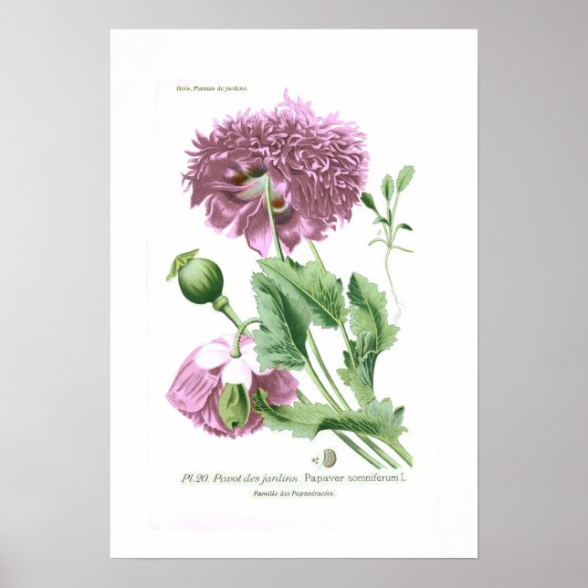 Papaver somniferum (Opium Poppy) Poster (Framsidan)