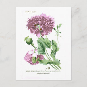 Papaver somniferum (Opium Poppy) Vykort