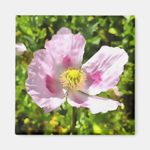 Papaver Somniferum Rosa Poppy Art Magnet