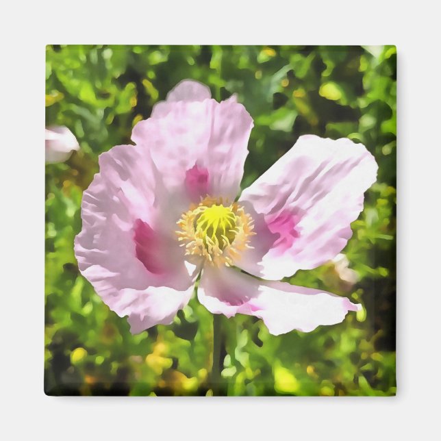 Papaver Somniferum Rosa Poppy Art Magnet (Framsidan)