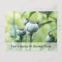 Papaver Somniferum Seed