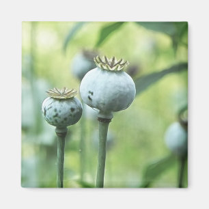 Papaver - somniferumen kärnar ur huvud magnet