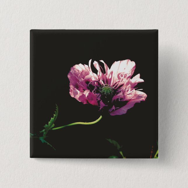 Papaver Sugarplum Knapp (Framsida)
