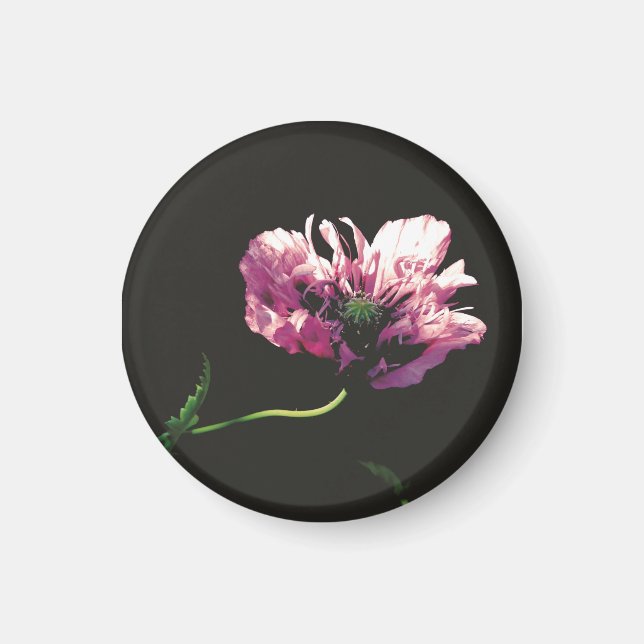 Papaver Sugarplum Magnet (Framsidan)