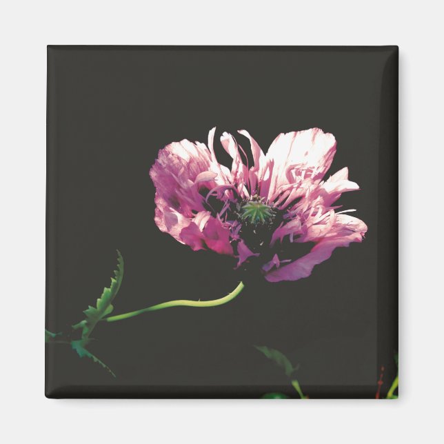 Papaver Sugarplum Magnet (Framsidan)