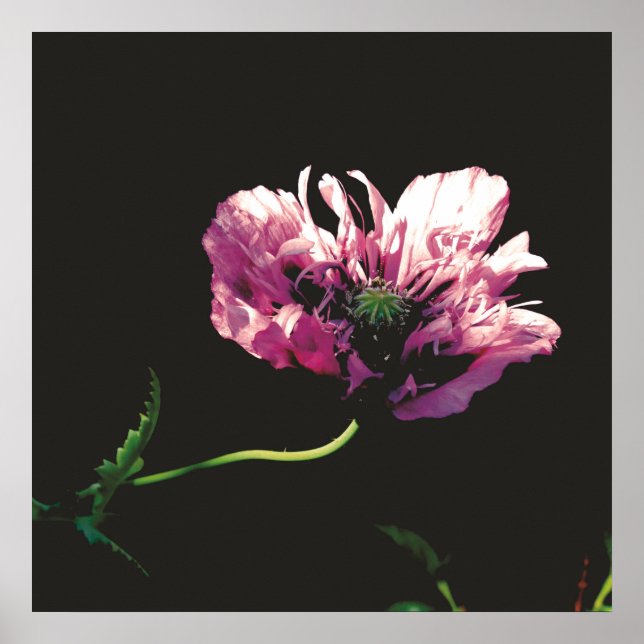 Papaver Sugarplum Poster (Framsidan)