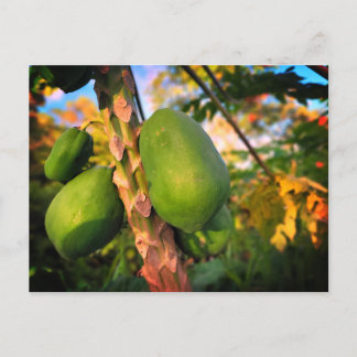 Papaya från Postgården Vykort