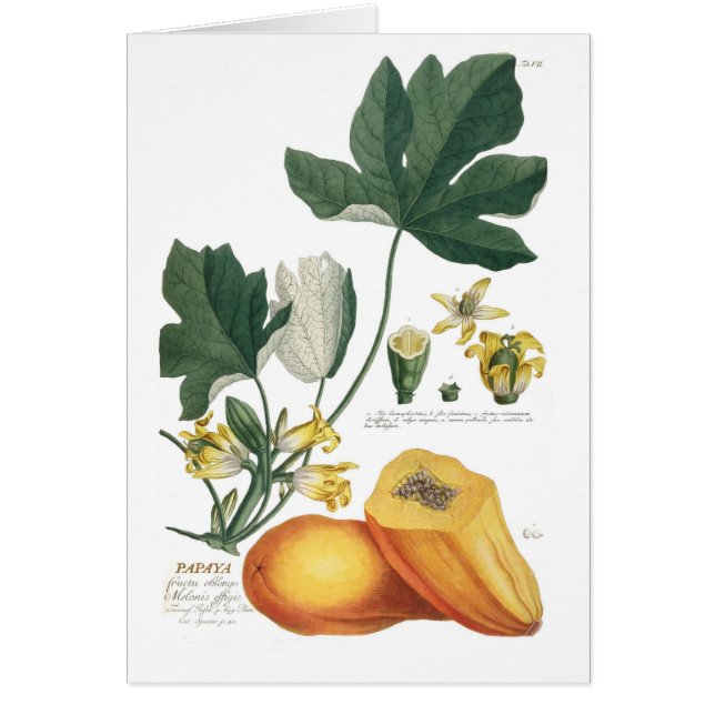 Papaya Hälsningskort (Framsidan)