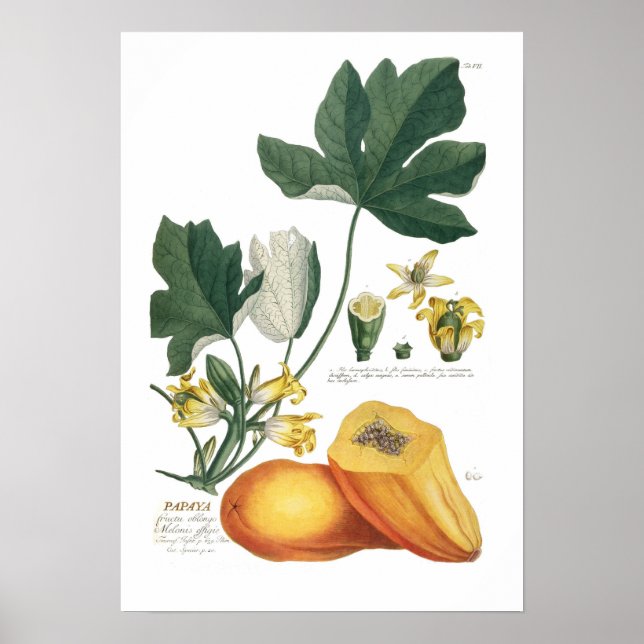 Papaya Poster (Framsidan)