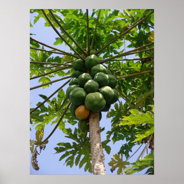 Papaya Träd Poster (Framsidan)