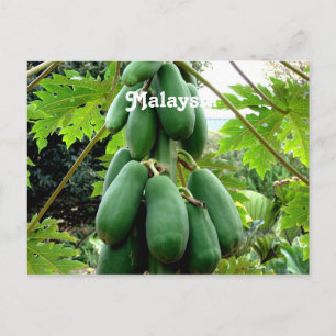 Papaya Vykort