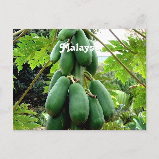 Papaya Vykort (Framsida)