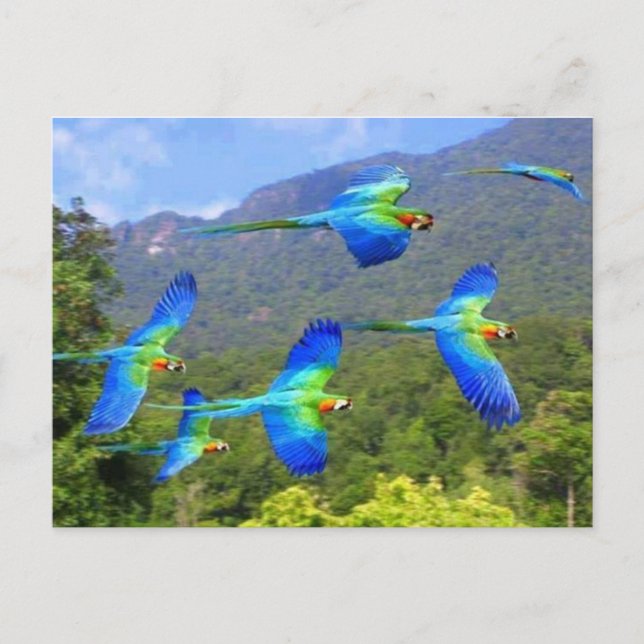 papegaai vykort (Framsida)