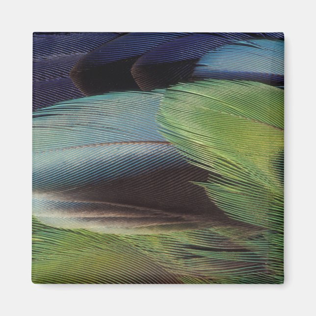 Papegoj fjädermönster design magnet (Framsidan)