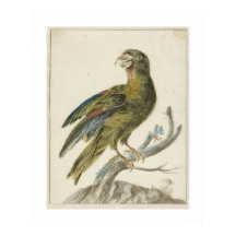 Papegoja (1670 - 1719) av Jan Weenix