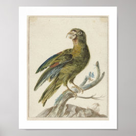 Papegoja (1670 - 1719) av Jan Weenix Poster