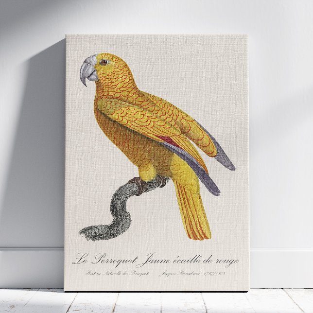 Papegoja av Paradiset av Kuba, Psittacus Paradisi Canvastryck (Le Perroquet Jaune ecaille de rouge. Canvas Print)