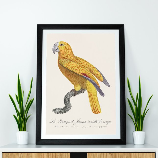 Papegoja av Paradiset av Kuba, Psittacus Paradisi Fototryck (Le Perroquet Jaune ecaille de rouge. Photo Print)