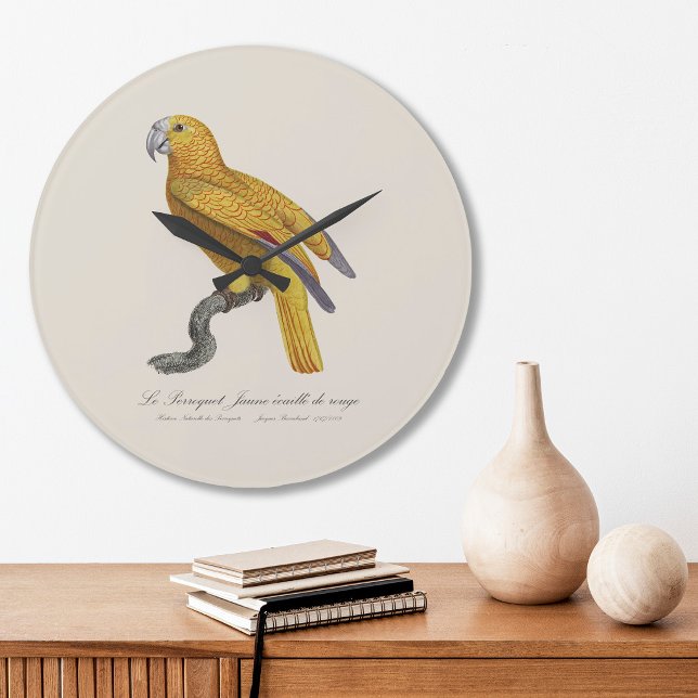 Papegoja av Paradiset av Kuba, Psittacus Paradisi Stor Klocka (Le Perroquet Jaune ecaille de rouge. Large Clock)