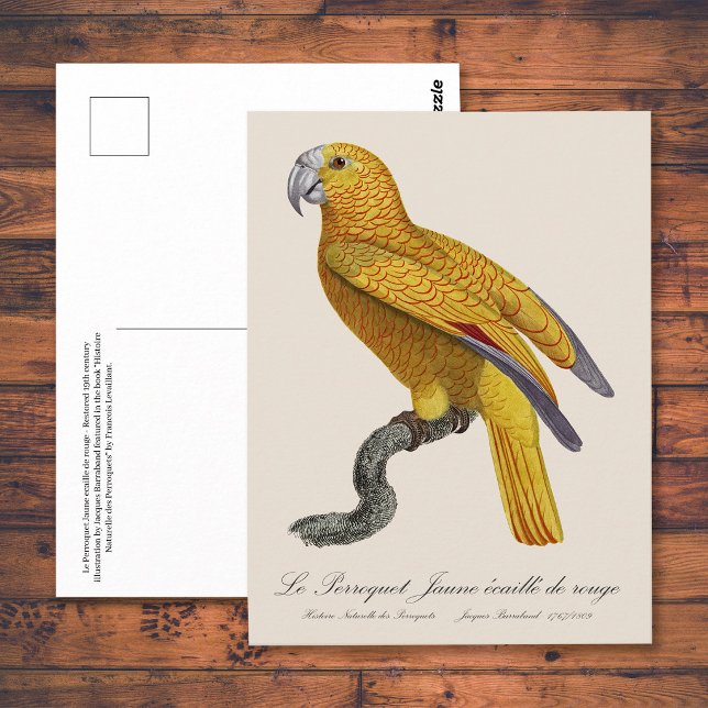 Papegoja av Paradiset av Kuba, Psittacus Paradisi Vykort (Le Perroquet Jaune ecaille de rouge. Postcard)