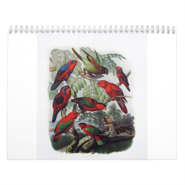 papegoja fågelsamling kalender (Omslag)